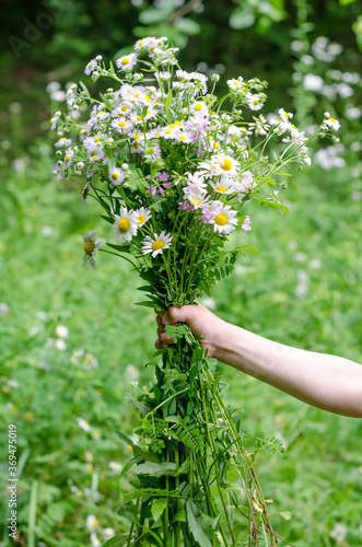  A bouquet of wildflowers - chamomile in a child's hand in a meadow or garden. Close-up. 