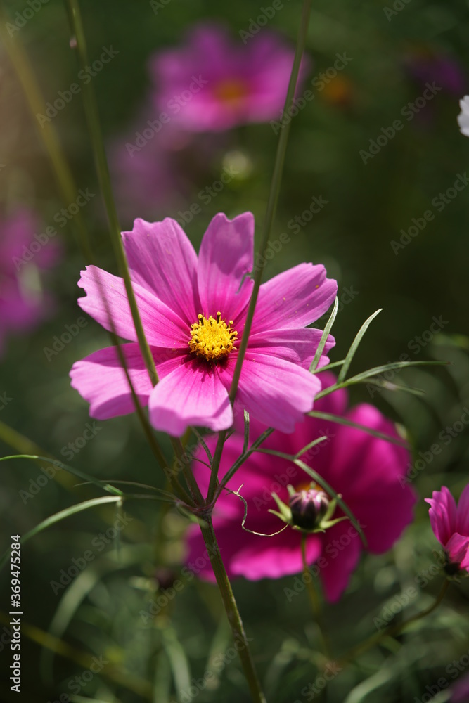 Light Purple Flower of Cosmos in Full Bloom
Light Purple Flower of Cosmos in Full Bloom