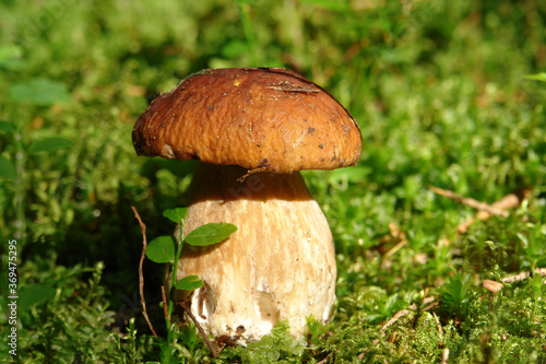A close up of boletus edulis (cep, penny bun, porcino, porcini, king bolete) growing in the moss in forest in a sunny day