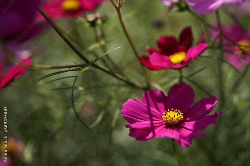 Light Purple Flower of Cosmos in Full Bloom
Light Purple Flower of Cosmos in Full Bloom