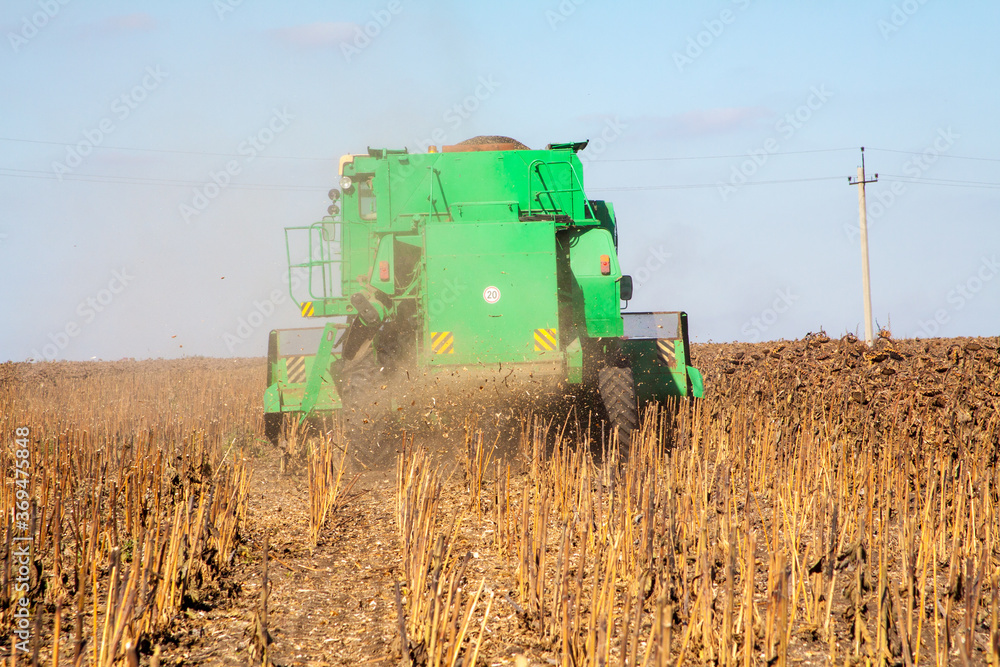 Obraz premium Crop in the field on a sunny day. Autumn harvest.