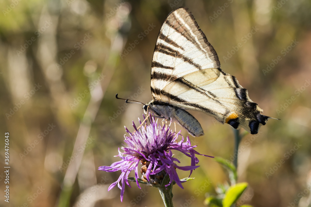 Sail moth (Iphiclides podalirius)