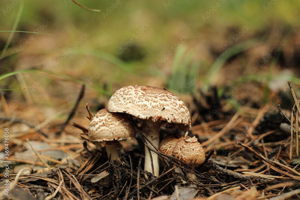 Fototapeta premium mushroom in the grass