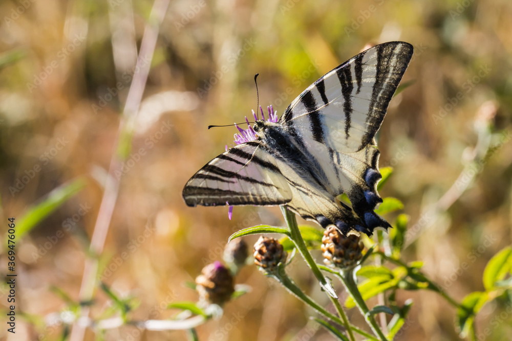 Sail moth (Iphiclides podalirius)