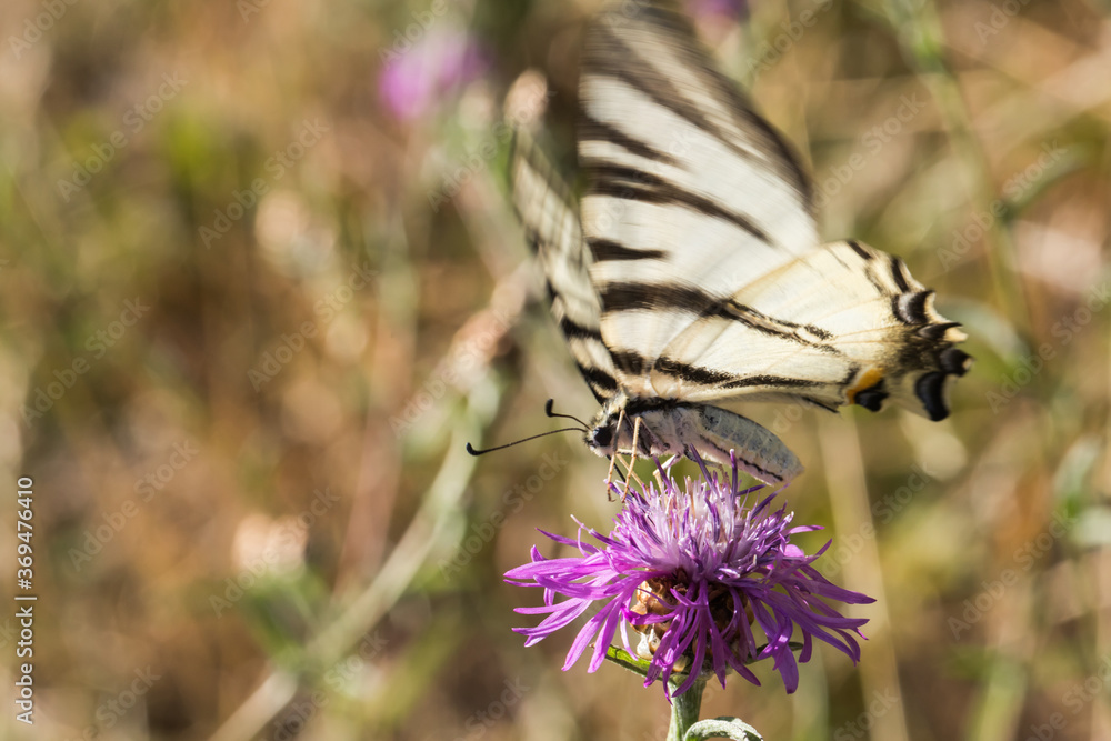Sail moth (Iphiclides podalirius)