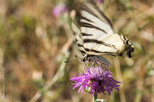 Obraz na płótnie Sail moth (Iphiclides podalirius) w salonie