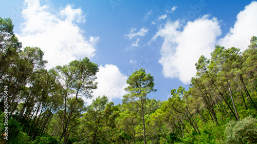 Panoramic trees and sky with clouds in montes de malaga natural park