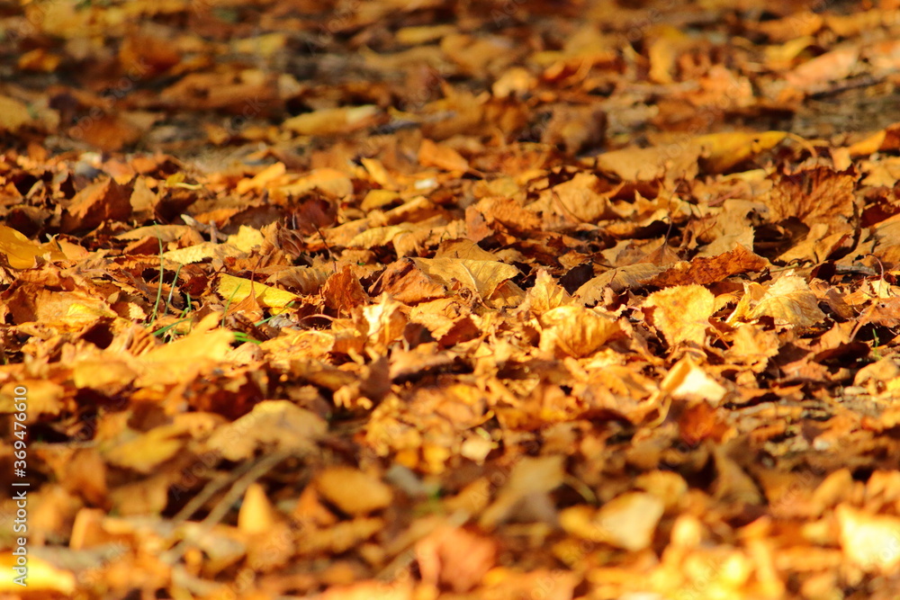 autumn bright leaves close up autumn bright leaves close up
