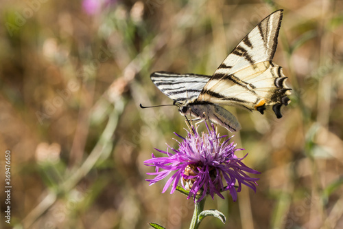 Sail moth (Iphiclides podalirius)