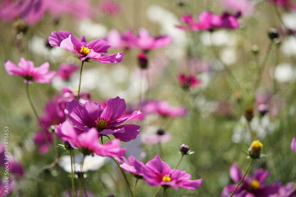 Various Color of Cosmos in Full Bloom
Various Color of Cosmos in Full Bloom