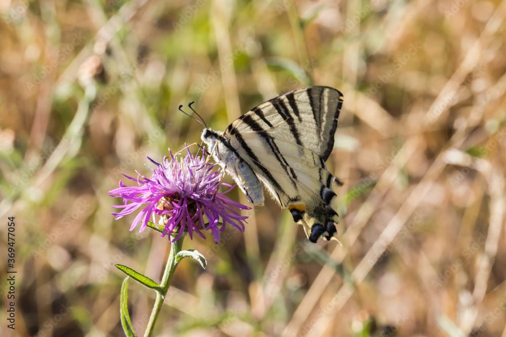 Sail moth (Iphiclides podalirius)