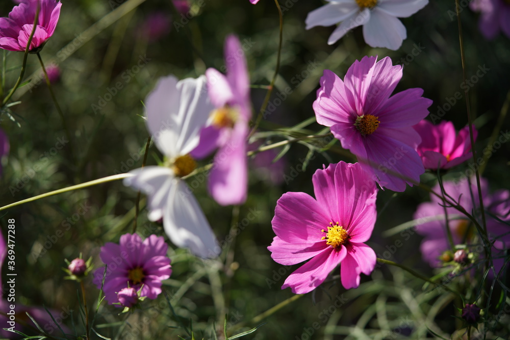 Various Color of Cosmos in Full Bloom
