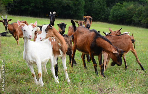 goats in a meadow on lush green grass. grazes in a lush green meadow
