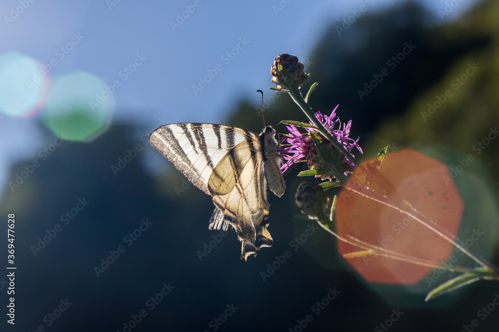 Sail moth (Iphiclides podalirius)