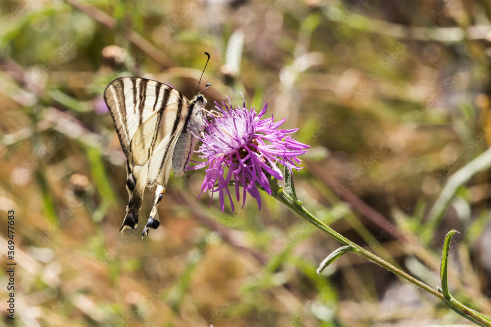 Sail moth (Iphiclides podalirius)
