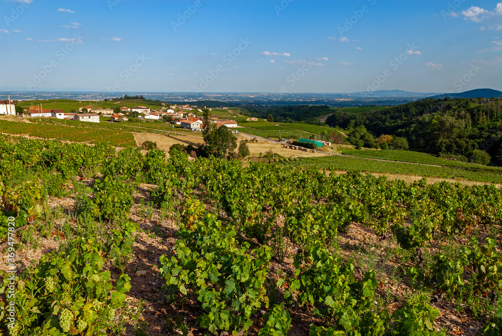 Naklejka premium Paysage du vignoble du Beaujolais dans le département du Rhône en France