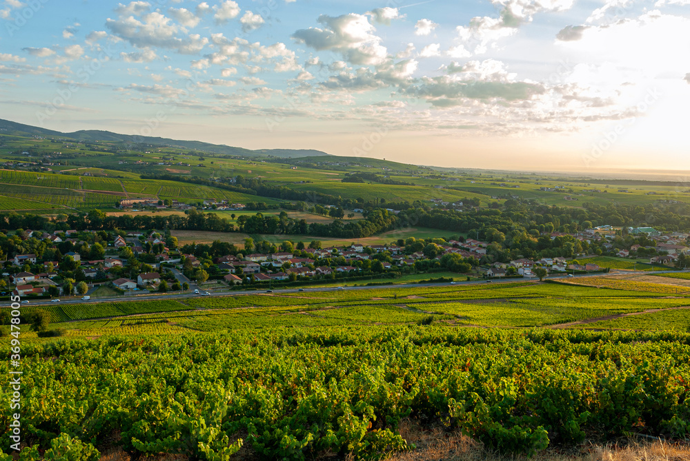 vignoble du Beaujolais autour du village de Cercié dans le département du Rhône en France
