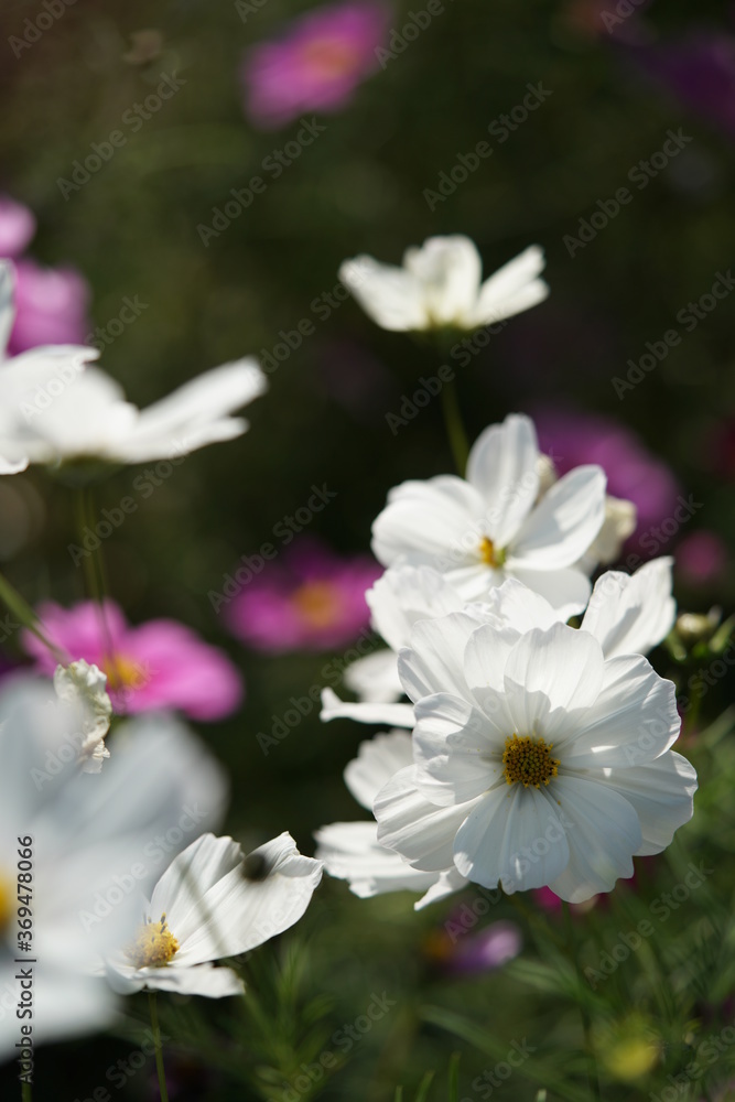 White Flower of Cosmos in Full Bloom
White Flower of Cosmos in Full Bloom