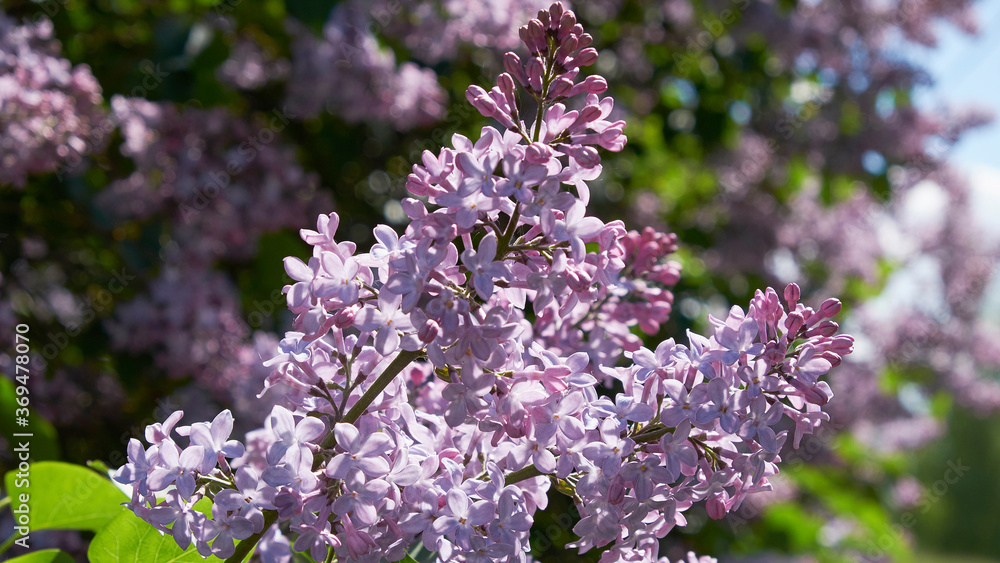 Summer lilac flowers bush branch. Lilac flowers view Summer lilac flowers bush branch. Lilac flowers view