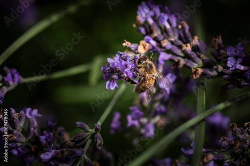 Bee on lavender 