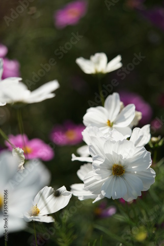 White Flower of Cosmos in Full Bloom 