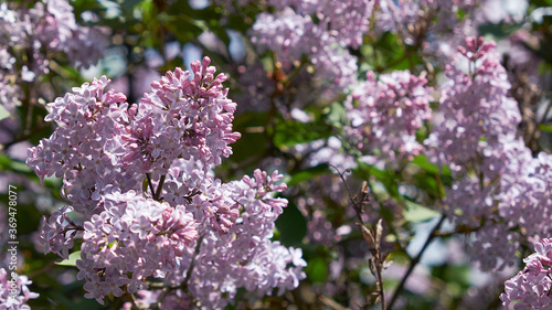 Summer lilac flowers bush branch. Lilac flowers view