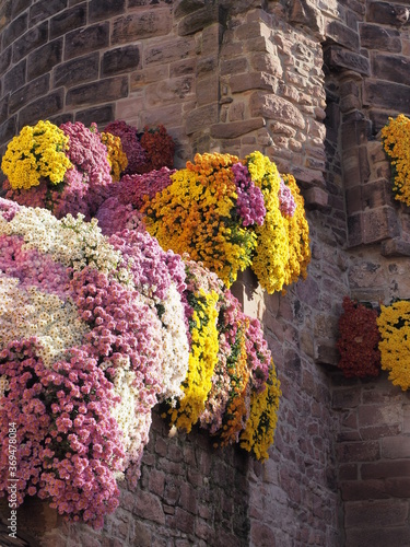 Kreisstadt Lahr im Schwarzwald - Chrysanthema photo