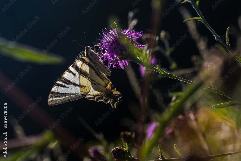 Sail moth (Iphiclides podalirius)
