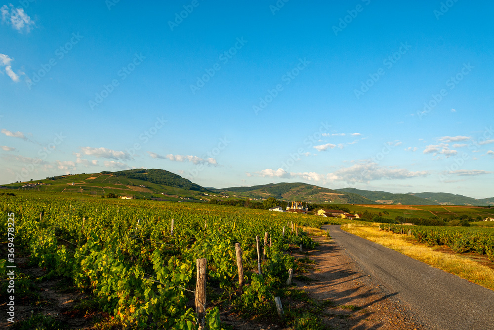 Fototapeta premium Paysage du vignoble du Beaujolais dans le département du Rhône en France