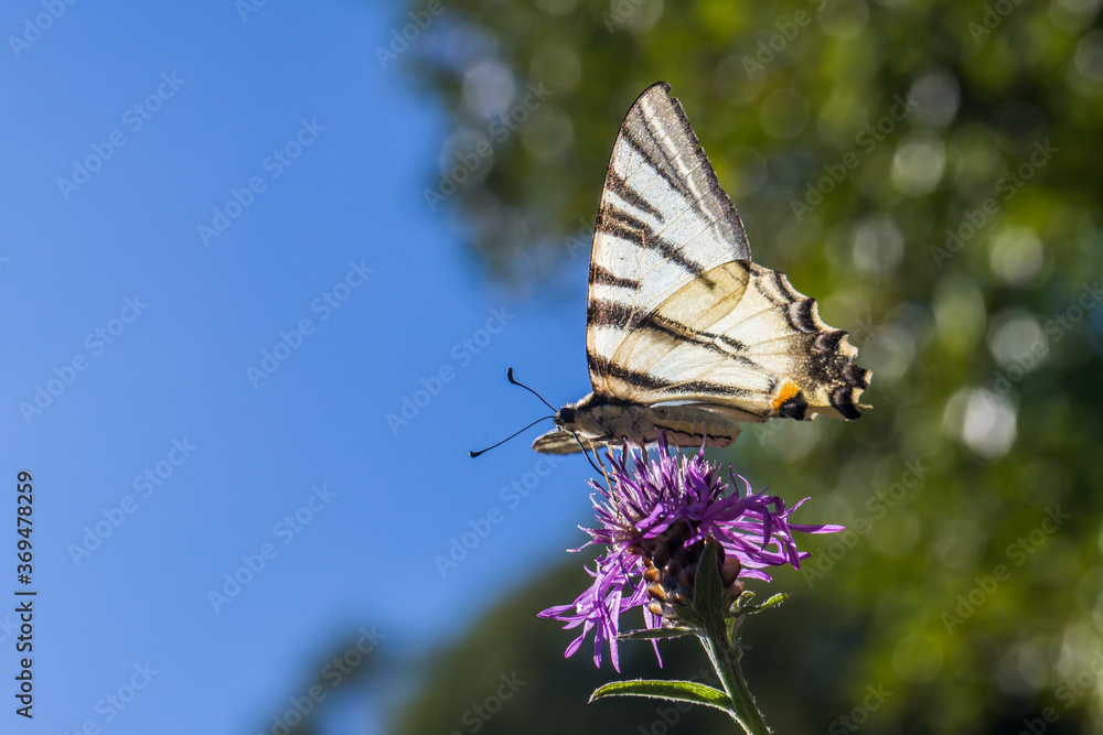 Sail moth (Iphiclides podalirius)