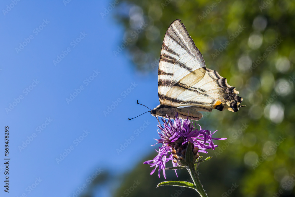 Sail moth (Iphiclides podalirius)