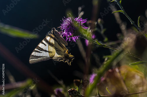 Obraz na płótnie Sail moth (Iphiclides podalirius) w salonie