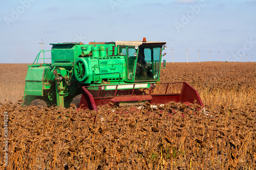 Crop in the Large field of dry sunflower on a sunny day. Autumn harvest., in the background big harvester mowing ripe,