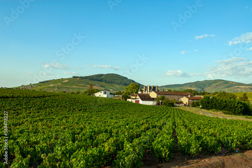 Paysage du vignoble du Beaujolais dans le d  partement du Rh  ne en France