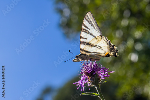 Obraz na płótnie Sail moth (Iphiclides podalirius) w salonie