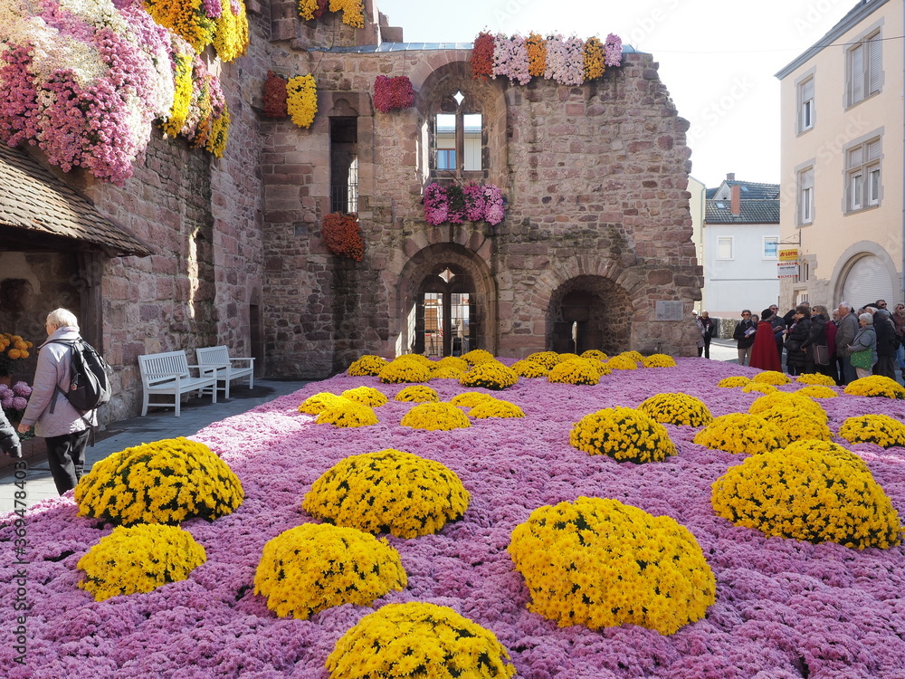 Kreisstadt Lahr im Schwarzwald - Chrysanthema