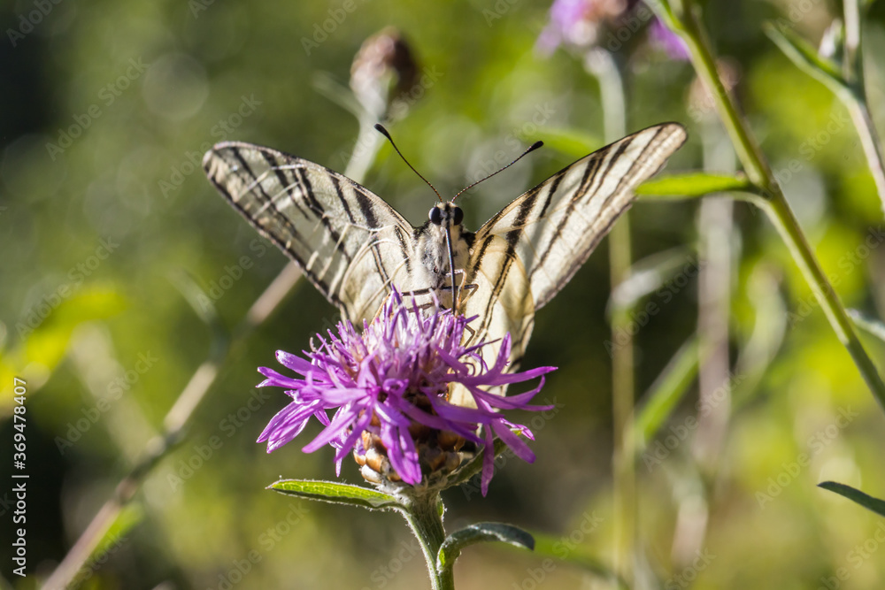 Sail moth (Iphiclides podalirius)