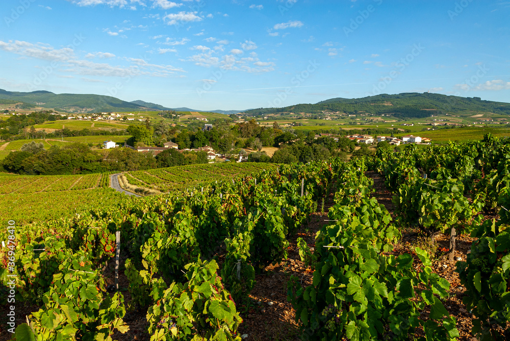 Paysage du vignoble du Beaujolais dans le département du Rhône en France