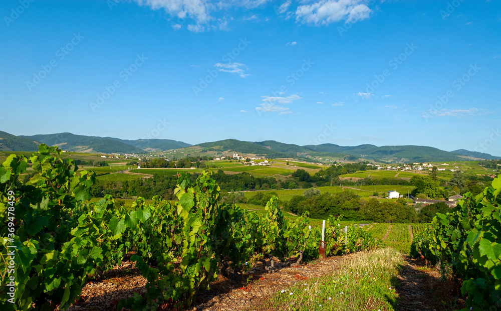 Naklejka premium Paysage du vignoble du Beaujolais dans le département du Rhône en France