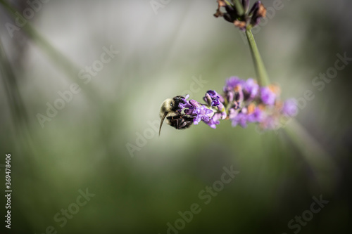 Bee on lavender  © AGrandemange