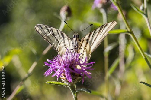 Obraz na płótnie Sail moth (Iphiclides podalirius) w salonie