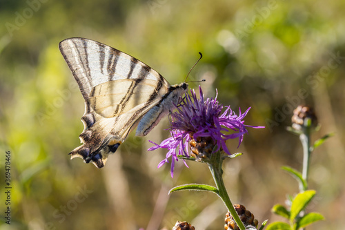 Obraz na płótnie Sail moth (Iphiclides podalirius) w salonie