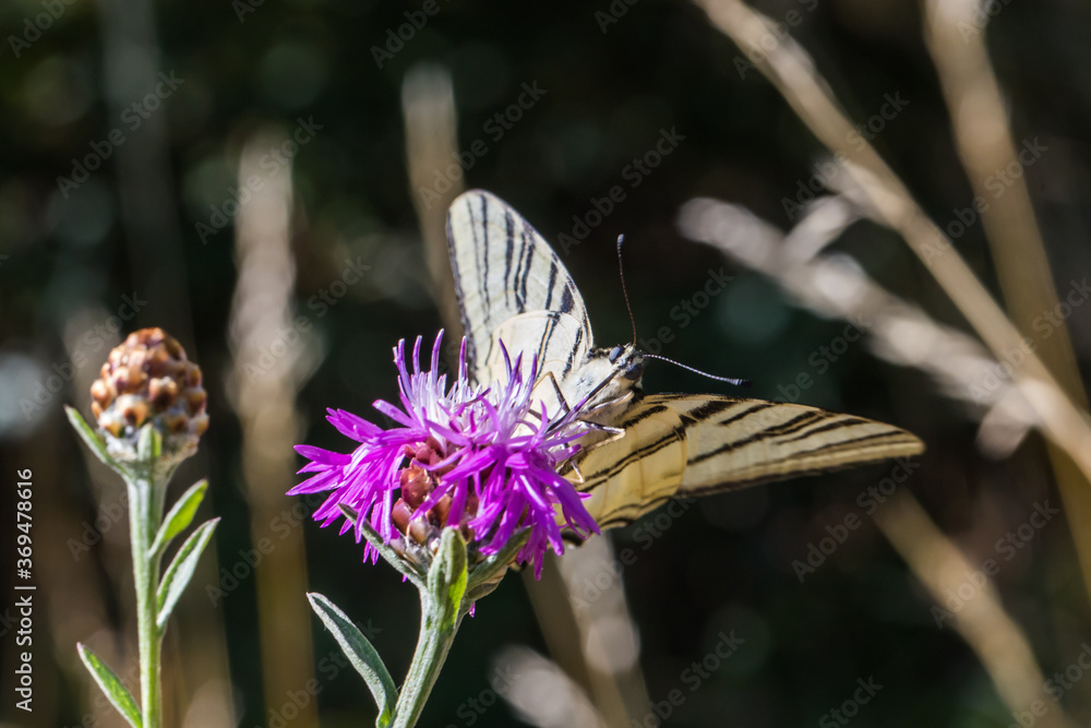 Sail moth (Iphiclides podalirius)