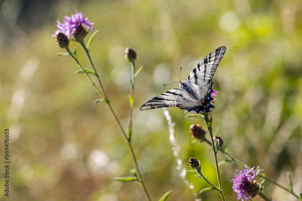 Sail moth (Iphiclides podalirius)