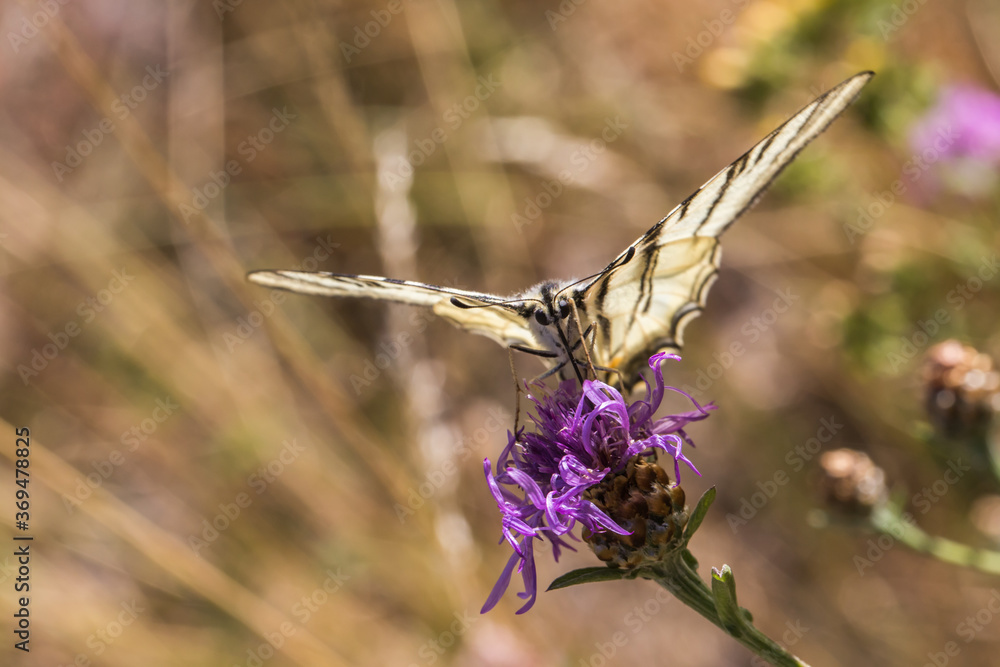 Sail moth (Iphiclides podalirius)