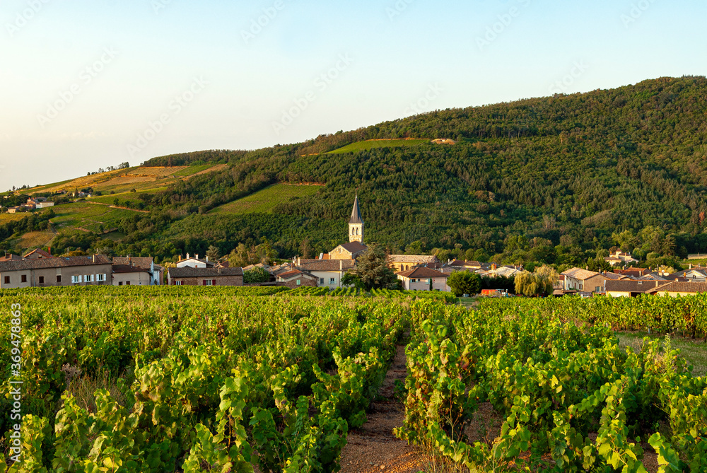 paysage de vignes autour du village de Juliénas dans le vignoble du Beaujolais dans le département du Rhône en France