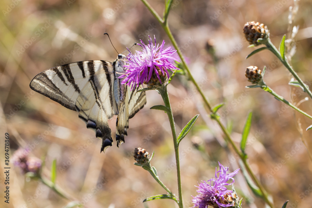 Sail moth (Iphiclides podalirius)