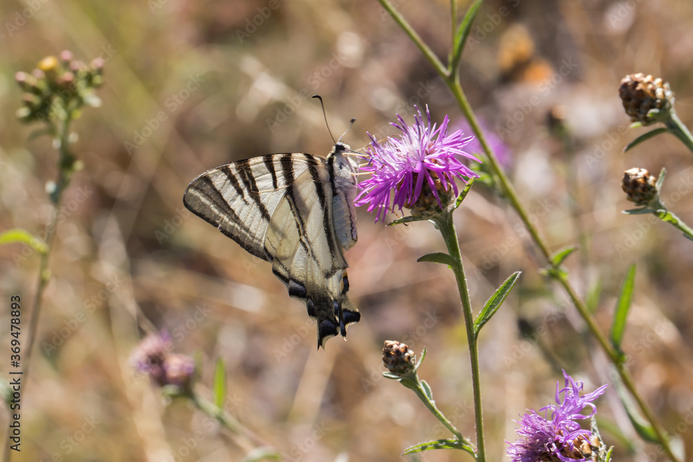 Sail moth (Iphiclides podalirius)