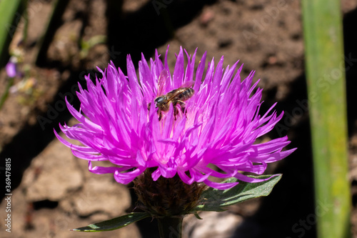 The bee gathers the jam from the flower