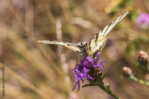 Obraz na płótnie Sail moth (Iphiclides podalirius) w salonie